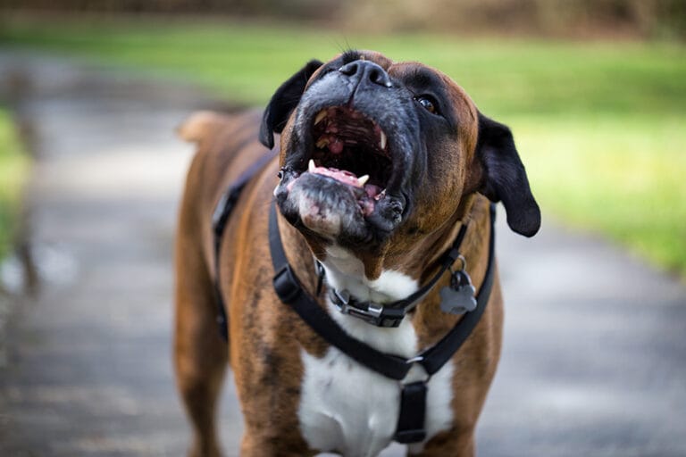 Dog bite injury claim
